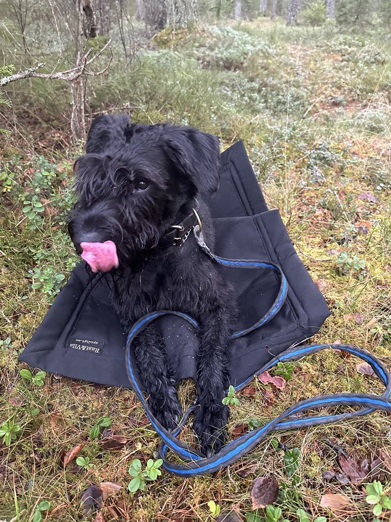 Dog Bed "Rast & Vila"