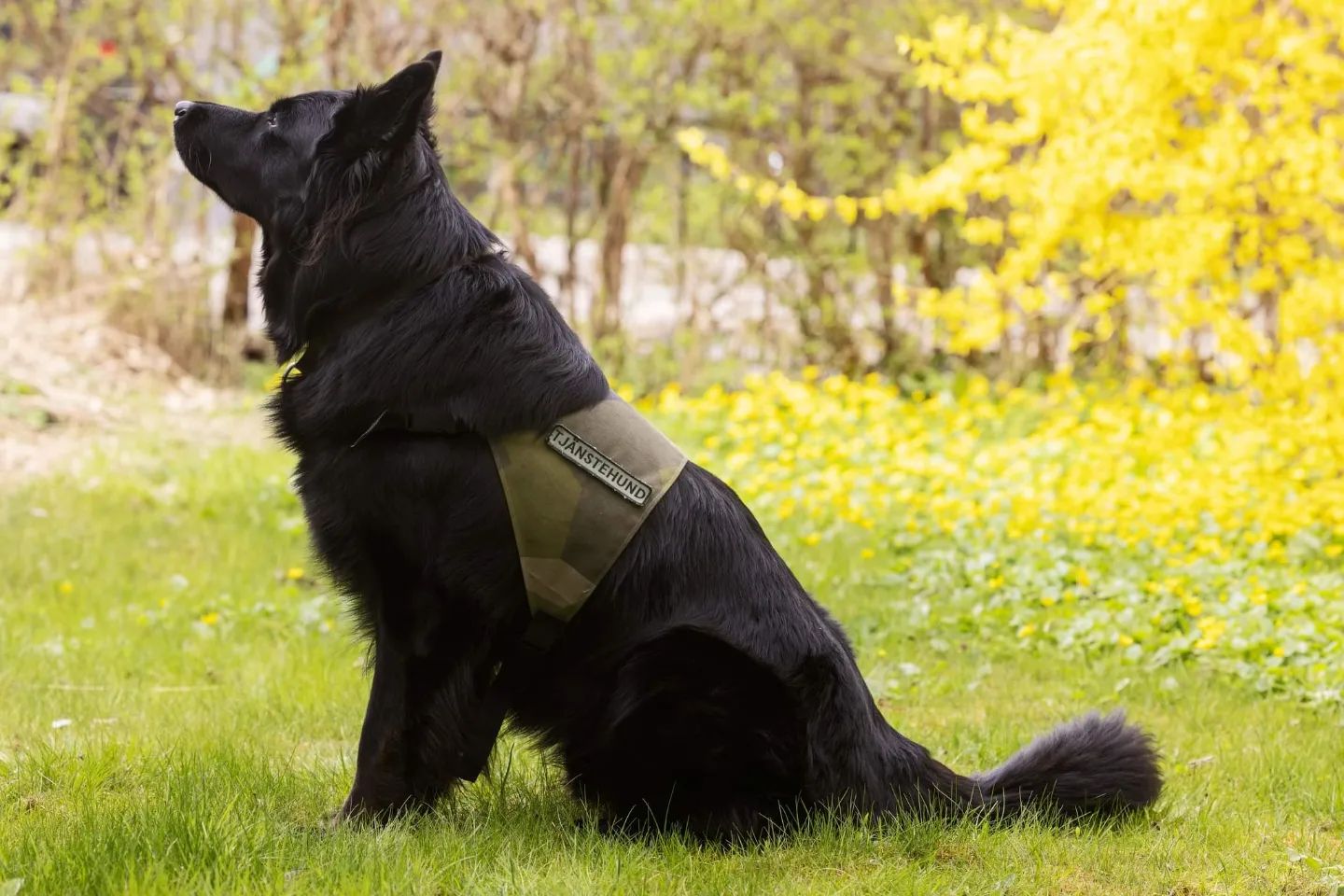 Working dog vest M90